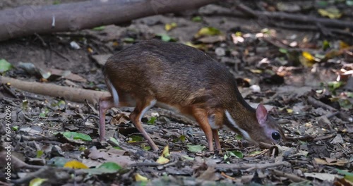 Facing to the right as it forages for fallen fruits on the ground, Lesser Mouse-deer Tragulus kanchil, Thailand photo