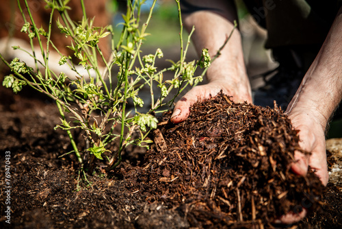 Closeup, man spreading barkdust or mulch over a young blueberry plant