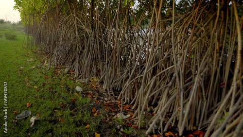 Mangroves trees and branches in lakeshores photo