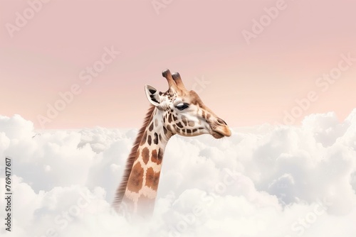 giraffe's head over the white fluffy clouds, pink sky © World of AI