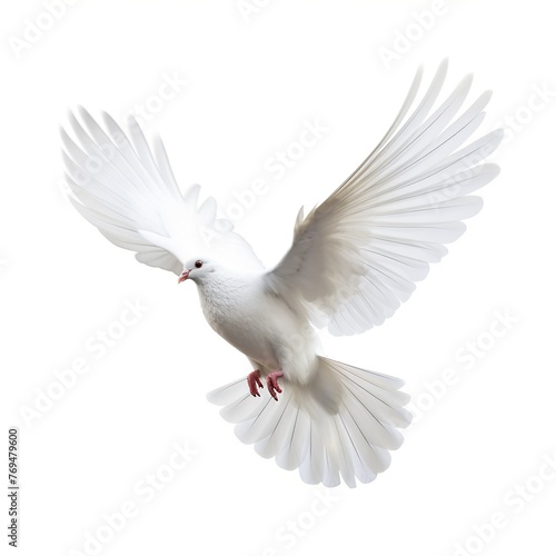 white dove flying © john258