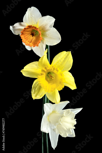 White and yellow daffodils on a black background