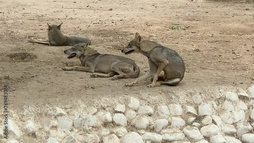 Arabian wolf (Canis lupus arabs) is a subspecies of gray wolf native to the Arabian Peninsula—to the west of Bahrain, as well as Oman, southern Saudi Arabia, and Yemen. D.G Khan Zooin Pakistan. photo