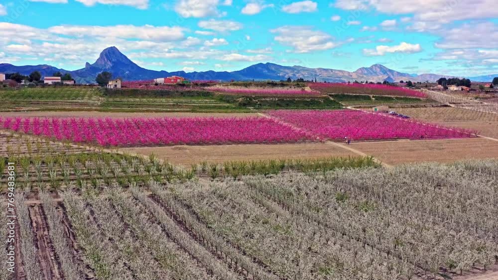 Peach blossom in Cieza, Mirador El Olmico. Videography of a blossoming of peach trees in Cieza in the Murcia region. Peach, plum and nectarine trees. Spain Peach blossom in Cieza, Mirador El Olmico. Videography of a blossoming of peach trees in Cieza in the Murcia region. Peach, plum and nectarine trees. Spain