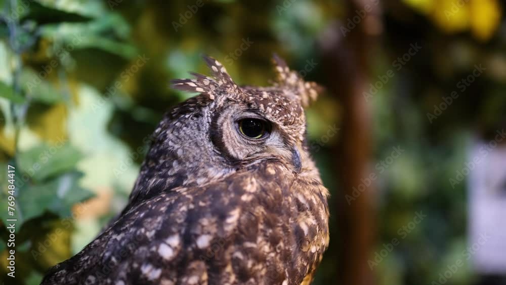 Owl Observing Surroundings in Forest Owl Observing Surroundings in Forest