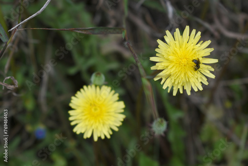 A common Australian pasture weed Common Sow thistle Asteraceae Sonchus oleraceus has pretty double yellow flowers in spring to summer with fluffy thistle head seeds forming after the petals fall. photo