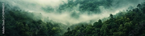 A forest filled with trees covered in fog creating a mysterious atmosphere, background, wallpaper, banner photo