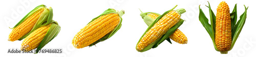 Corn on the cob set PNG. Set of corns PNG. corn on the cob PNG. Corn vegetable top view isolated. Corn flat lay PNG. Organic vegetable photo