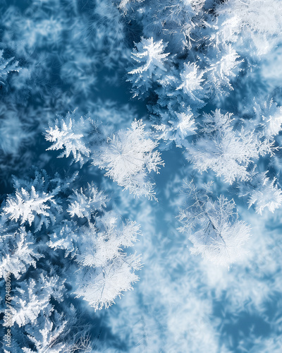 snow covered branches