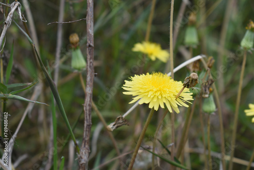 A common Australian pasture weed Common Sow thistle Asteraceae Sonchus oleraceus has pretty double yellow flowers in spring to summer with fluffy thistle head seeds forming after the petals fall. photo