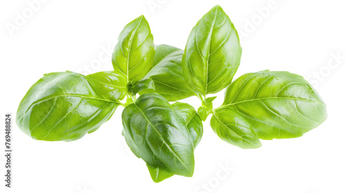 basil leaves isolated on white