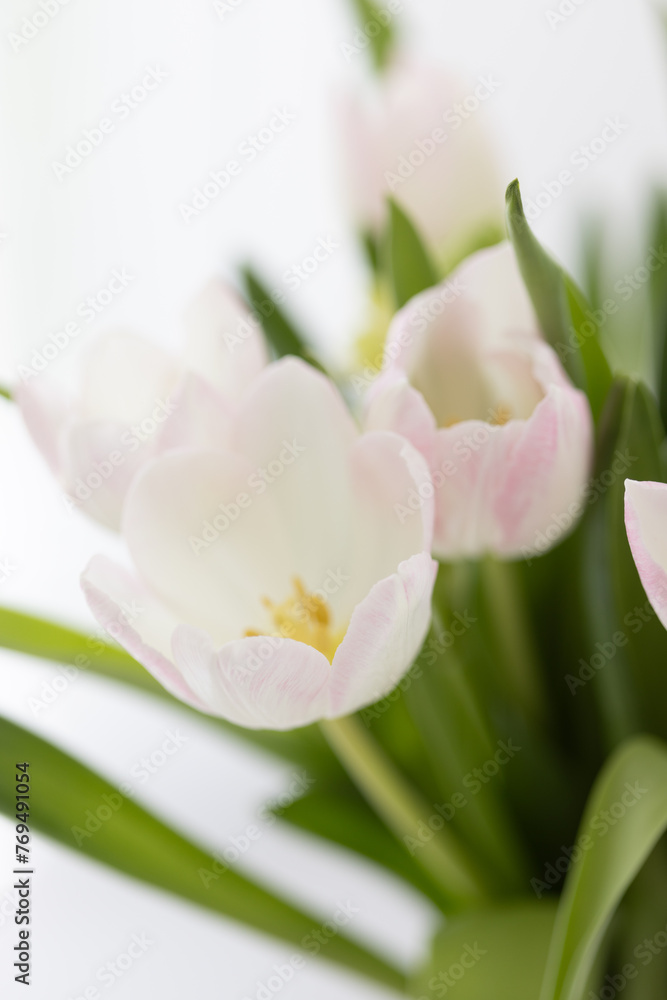 Blumen mit weißem Hintergrund Blumen mit weißem Hintergrund