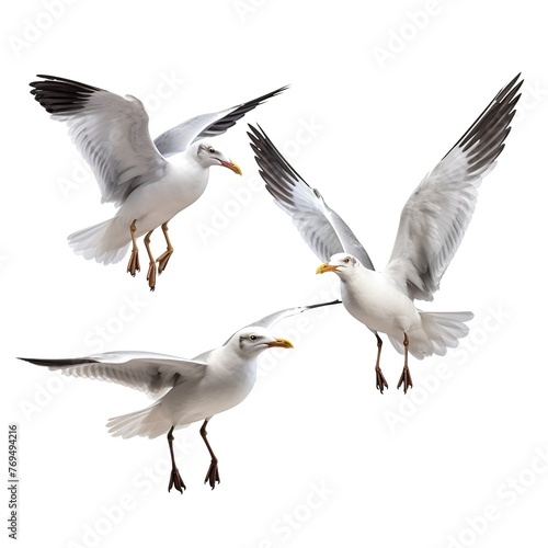 seagull in flight © Faisal