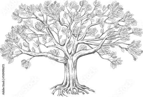 Family oak tree. Isolated on white background. Vector illustration. Disassembled into trunk and leaves.