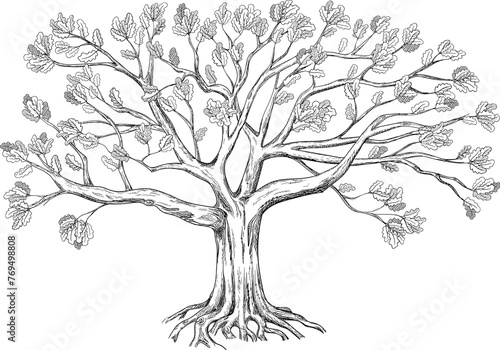 Family oak tree. Isolated on white background. Hand drawn illustration. 