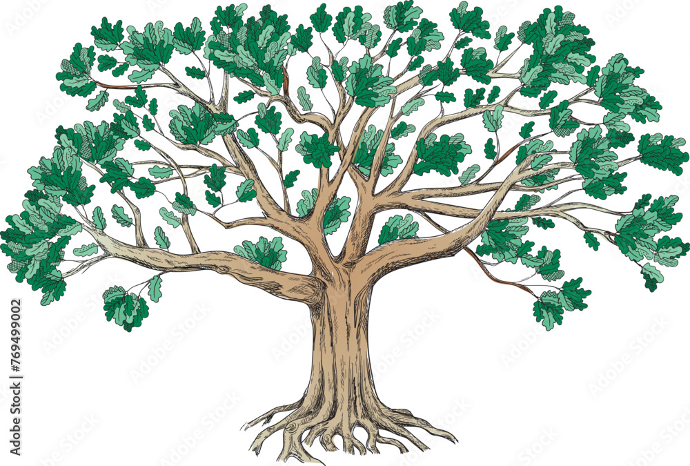 Green family oak tree with a large crown. Isolated on white background. Big vector illustration. 