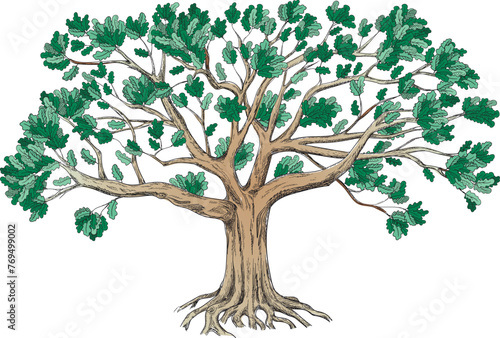 Green family oak tree with a large crown. Isolated on white background. Big vector illustration. 