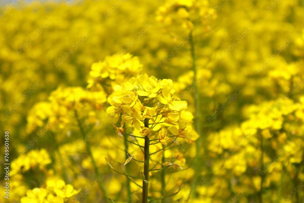 菜の花畑	