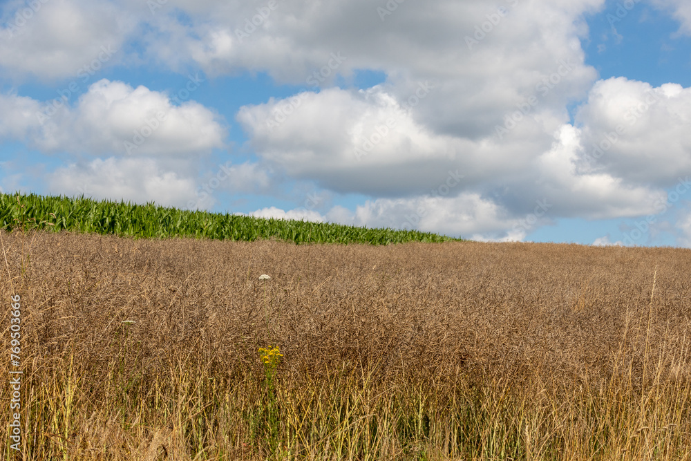 wheat field and blue sky wheat field and blue sky