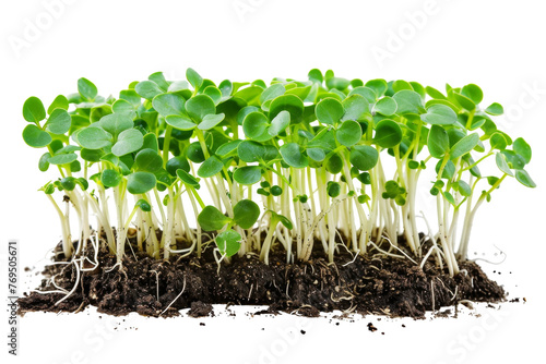 Group of Green Sprouts Emerging From Dirt