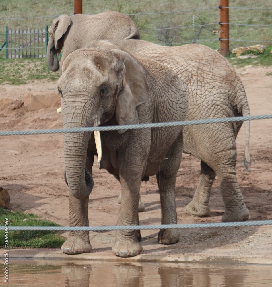 Naklejka premium Elephant 