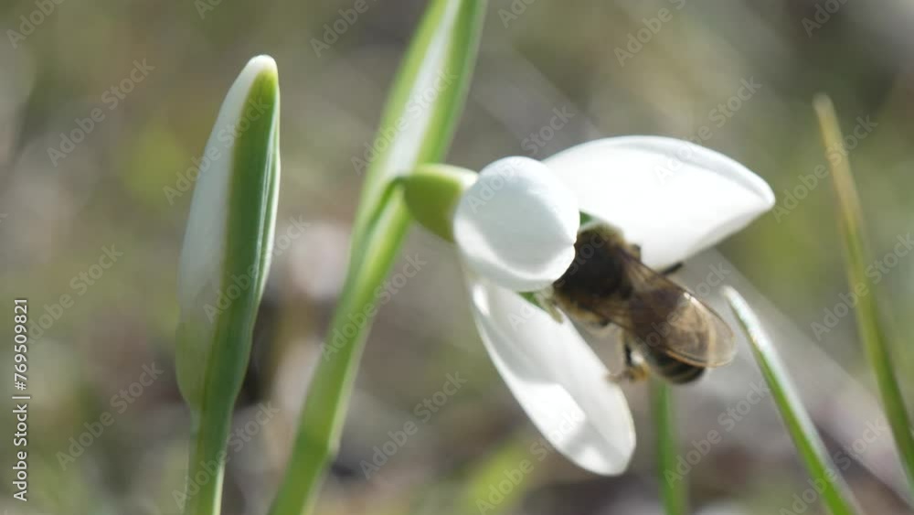 Snowdrop pollinated by bee during early spring in forest. Snowdrops, flower, spring. White snowdrops bloom in garden, early spring, signaling end of winter. Slow motion, close up, soft focus Snowdrop pollinated by bee during early spring in forest. Snowdrops, flower, spring. White snowdrops bloom in garden, early spring, signaling end of winter. Slow motion, close up, soft focus