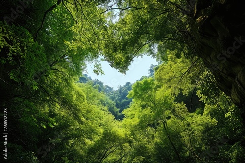 Heart-shaped opening in a lush green forest canopy © BetterPhoto