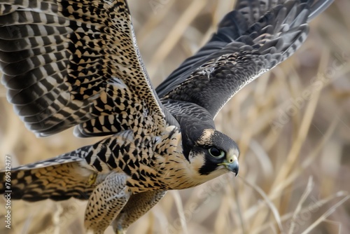 closeup of falcons wings midflap