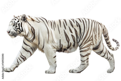 White Tiger Walking Across White Background © Yasir