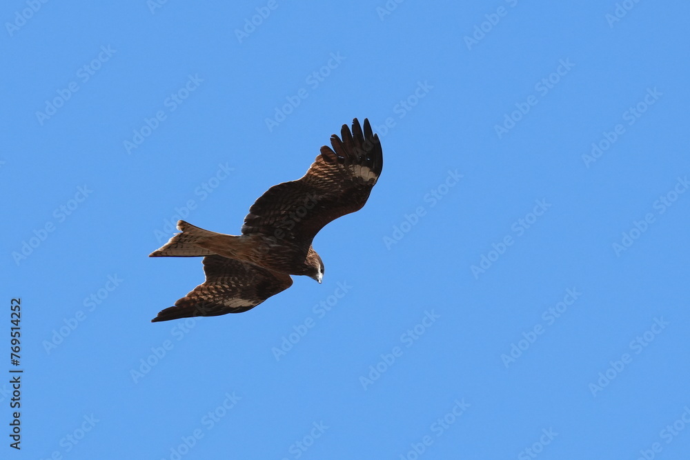 black kite in a field