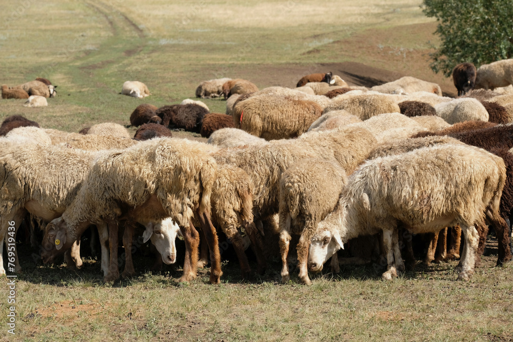 Fototapeta premium Sheep gathered in a bunch and are hiding from the heat