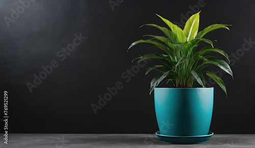 a potted plant on a black background. copy space