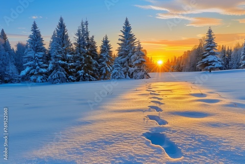 footprints leading to a snowy pine grove at sunrise