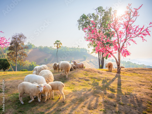 Flock of sheep in Khao Kho mountain in morning, Thailand.