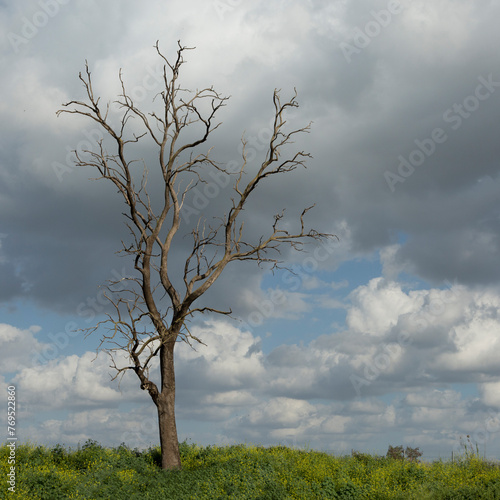 Фотография Landscape in nature in early spring where the end and beginning of life are pres