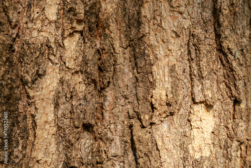 close up tree