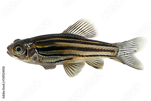 Black and White Striped Fish on White Background