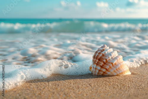 Seashell Resting on Sandy Beach Near Ocean