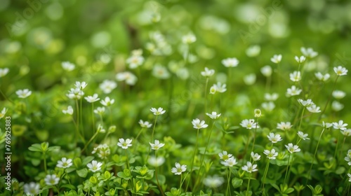 Heath pearlwort lawn or Sagina subulata photo