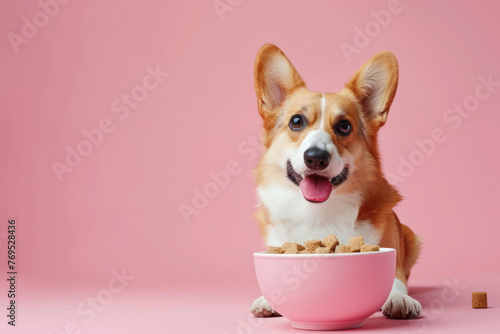 Corgi Dog Eating From Pink Bowl photo