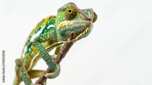 The chameleon is holding onto a branch against the background of white in a studio portrait