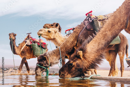 Caravan camels drinking water in an oasis in Sahara desert Morocco © Karol