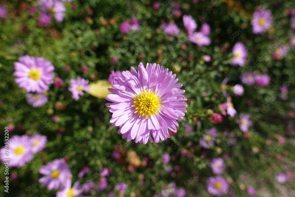 Fototapeta premium Closeup of pink flower of Michaelmas daisies in October
