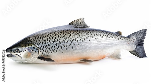 The salmon fish is isolated on a white background without shadows.