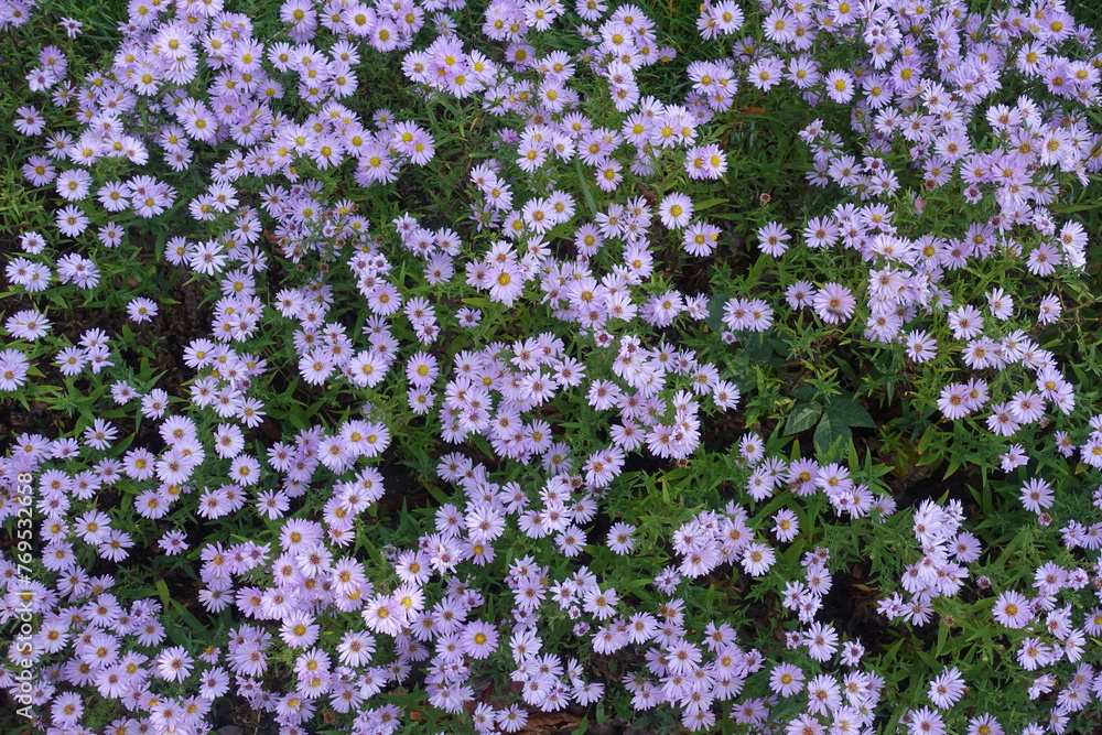 Obraz premium Top view of pink flowers of Michaelmas daisies in October