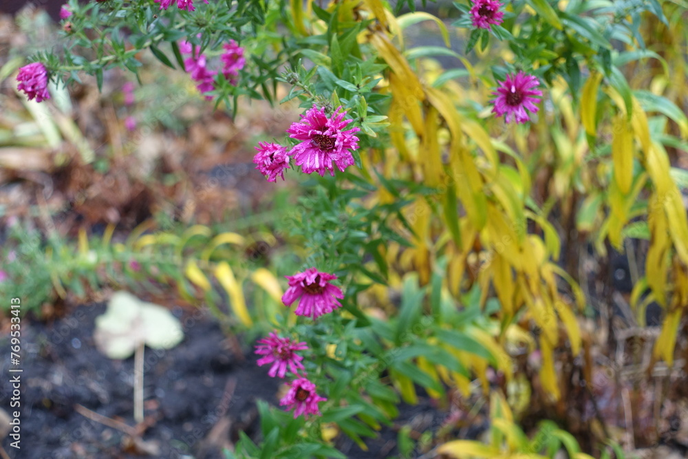 Obraz premium Wet magenta colored flowers of Michaelmas daisies in November