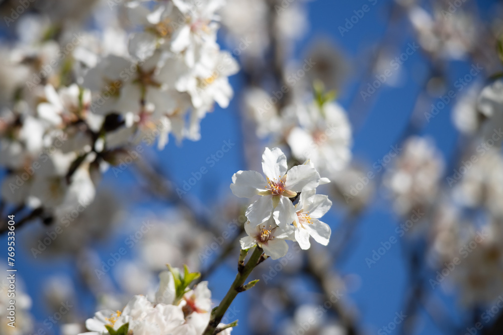 Close up of white almond blossom flowers branches blooming on tree with blurry nature and blue sky in background during spring season Close up of white almond blossom flowers branches blooming on tree with blurry nature and blue sky in background during spring season