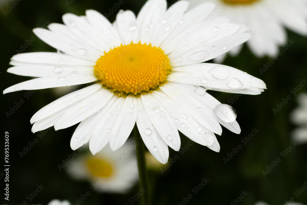 Bud of chamomile flower with blurred natural background Bud of chamomile flower with blurred natural background