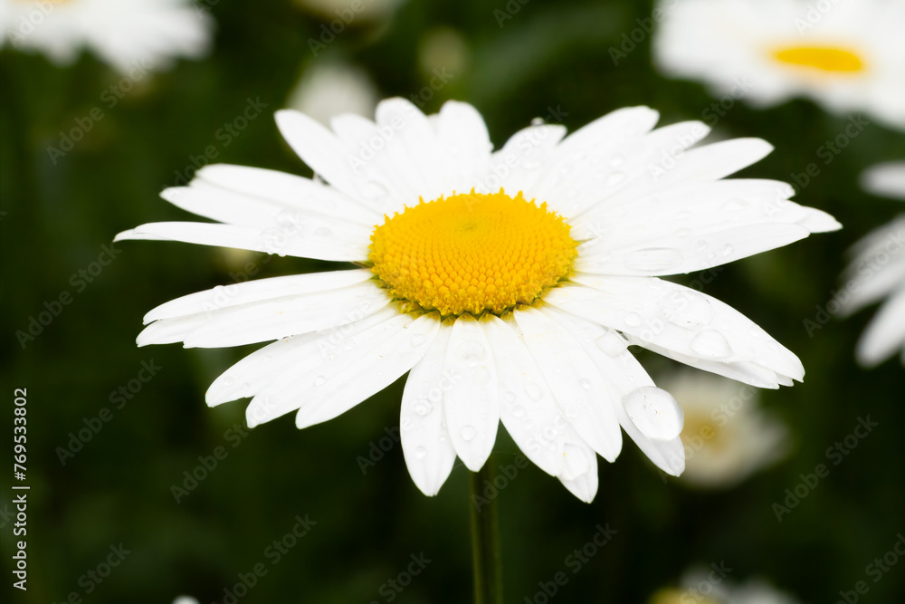 Fototapeta premium Buds of chamomile with blurred same flowers in the background