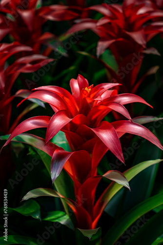 Fotografie Blooming bromeliad flowers